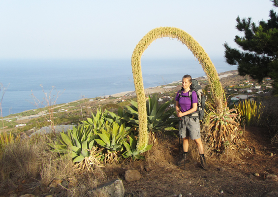 kakšni cvetovi na La Palmi