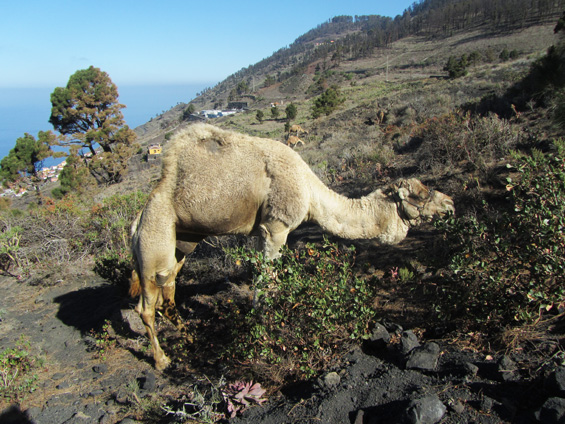 Kamela v Fuencalientu