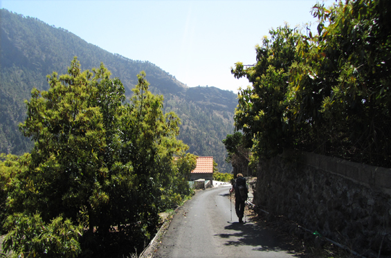 Sprehod med sadnimi drevesi.