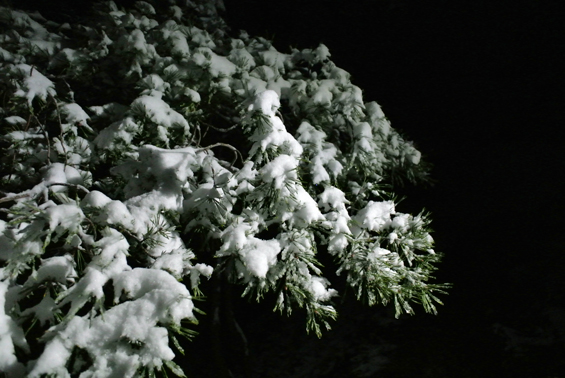 Drevesa z belim plaščem