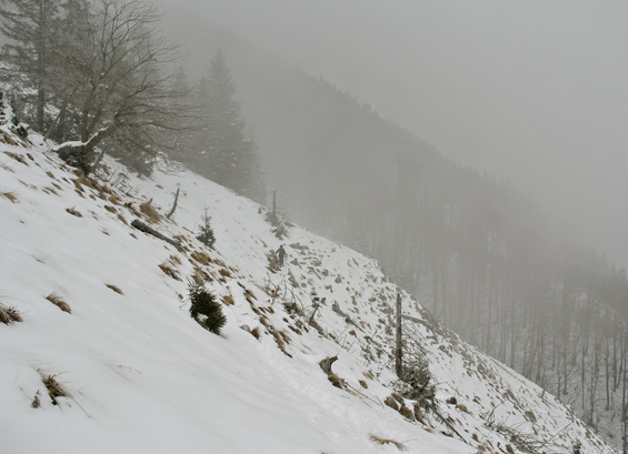 Spust s Tolstega vrha v megli.